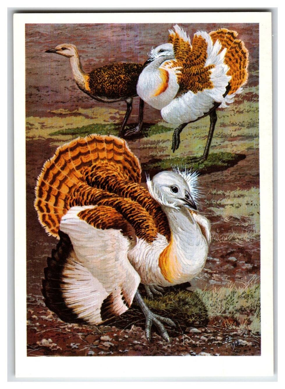 1988 Russian Great Bustard Wildlife Bird Art Postcard V. G. Egorov